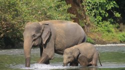 Eine erwachsene Elefantenkuh und ihr Jungtier durchqueren einen flachen Fluss auf Sumatra, Indonesien. Im Hintergrund dichter grüner Regenwald.