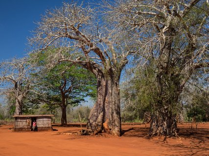 Hütte neben großen, breiten Bäumen in einer Wüstenlandschaft