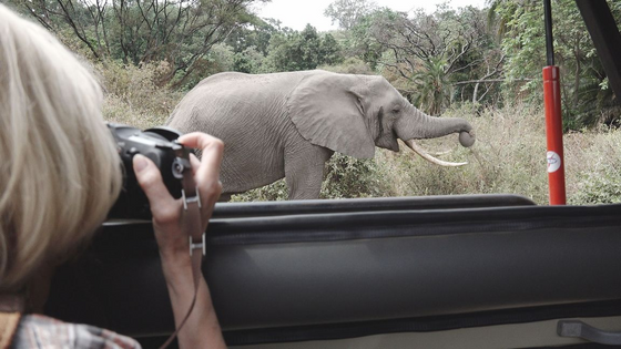 Ein Elefant in Arusha-Nationalpark Von einem Auto heraus fotografiert eine blode Frau, von der man nur einen Teil des Kopfes sowie die rechte Hand mit der Kamera sieht, einen Elefanten, der nah hinter dem Auto in einer mit Gesträuch und Bäumen bewachsenen Umgebung steht.
