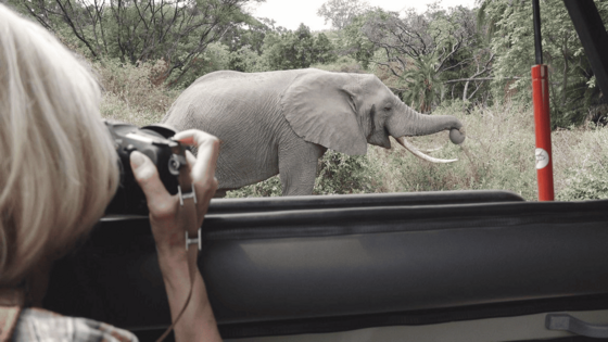 Von einem Auto heraus fotografiert eine blode Frau, von der man nur einen Teil des Kopfes sowie die rechte Hand mit der Kamera sieht, einen Elefanten, der nah hinter dem Auto in einer mit Gesträuch und Bäumen bewachsenen Umgebung steht.