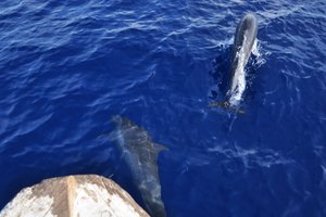 Zwei Delfine schwimmen im blauen Meer vor einem Boot