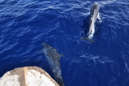 Zwei Delfine schwimmen im blauen Meer vor einem Boot