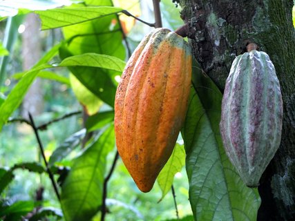 Eine Kakaofrucht auf einer Plantage auf Sao Tomé 