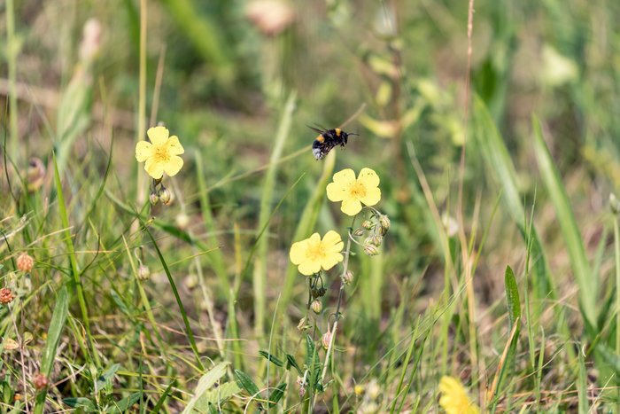 Eine Hummel fliegt über eine wilde Blumenwiese.