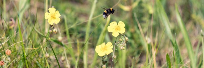Eine Hummel fliegt über eine wilde Blumenwiese.