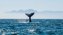 Wal zeigt im Meer seine Flosse vor einer Küste.