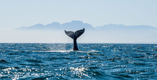 Buckelwal in seiner freien Wildbahn Wal zeigt im Meer seine Flosse vor einer Küste.