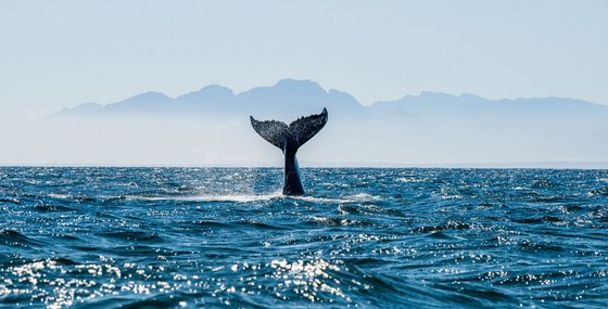 Buckelwal in seiner freien Wildbahn Wal zeigt im Meer seine Flosse vor einer Küste.