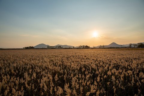 Das Bild zeigt ein weites Feld bei Sonnenuntergang vor einem Bergpanorama in Suncheon.