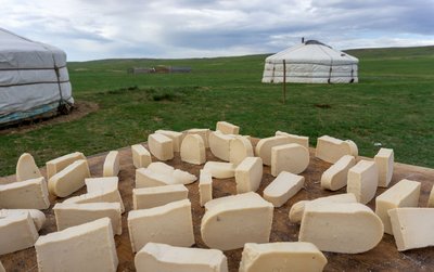 Viele Stücken Aaruul trocknen in der mongolischen Steppe