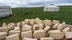 Viele Stücken Aaruul trocknen in der mongolischen Steppe
