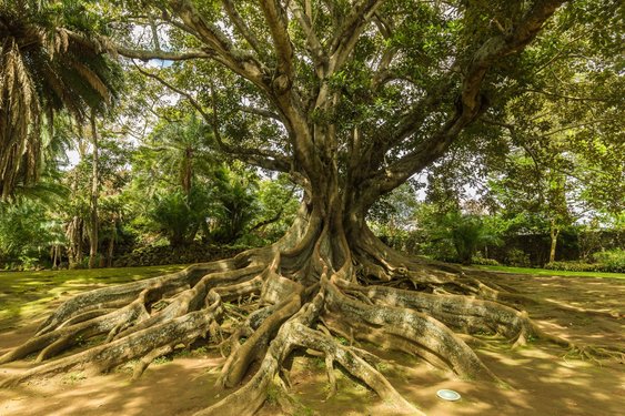 Ein Baum in einem Botanischen Garten