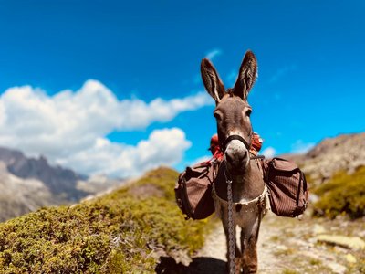 Rechts der Bildmitte steht ein mit Beuteln bepackter Esel und schaut den Betrachter direkt an. Er befindet sich auf einem Kamm in einer mit Flechten bewachsenen Gebirgslandschaft. Der Himmel darüber leuchtet strahlend blau.