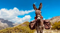 Rechts der Bildmitte steht ein mit Beuteln bepackter Esel und schaut den Betrachter direkt an. Er befindet sich auf einem Kamm in einer mit Flechten bewachsenen Gebirgslandschaft. Der Himmel darüber leuchtet strahlend blau.