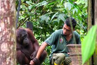 Orangutan und sein Pfleger im Sepilok Orangutan Rehabilitation Centre