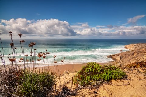 Blick auf einen Küstenabschnitt mit Strand, flachen Felsen und Blumen