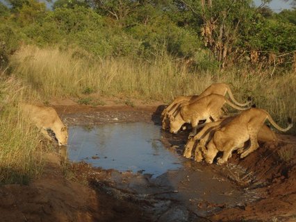 Bild mehrerer Löwen am Trinken