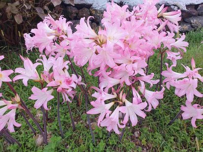 Nahansicht vieler rosa blühender Belladonna-Lilien