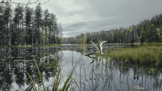 Über eine mit Schilf bewachsene Wasserfläche blickt man auf die bewaldeten Ufer.
