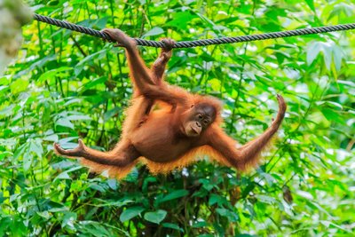 Ein Orang-Utan hängt an einem Seil