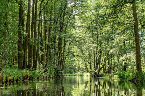 Die grüne Natur im Spreewald Ein Fluss fließt durch einen grünen Wald