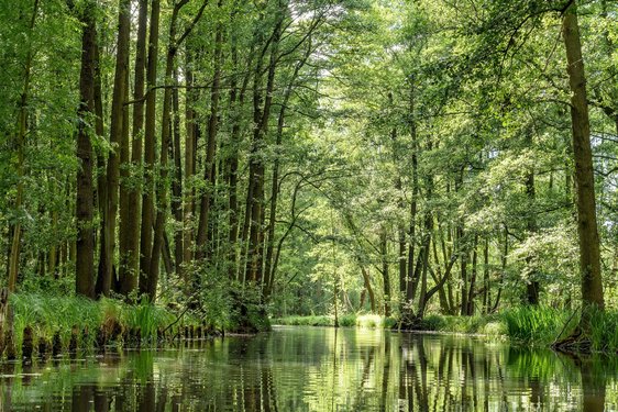 Ein Fluss fließt durch einen grünen Wald