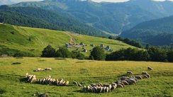 Schafe in der Landschaft von Biograska Gora.
