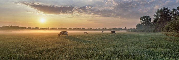 Kühe grasen auf einer Weide bei Morgennebenl