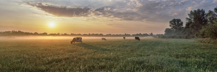 Kühe grasen auf einer Weide bei Morgennebenl