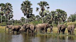 Eine Elefantenherde Eine Elefantenherde am Fluss