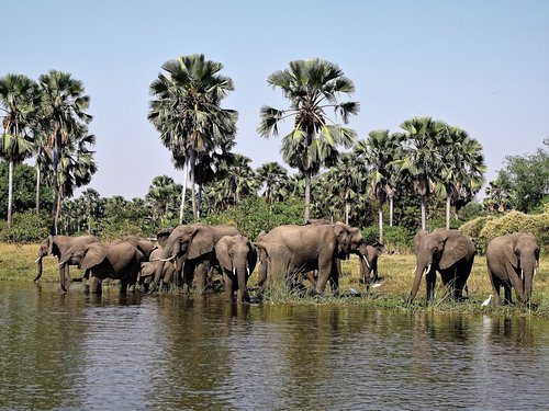 Eine Elefantenherde am Fluss