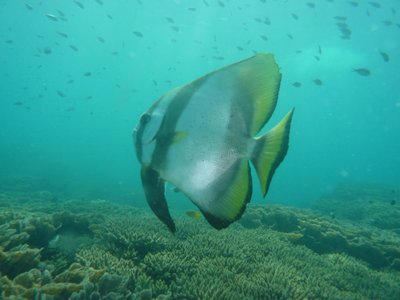 Zentral im Bild schwimmt ein weiß-schwarz-gelb gestreifter Fisch im türkisenen Wasser über einem Korallenriff. In der Bildtiefe schwimmen noch mehrere kleine Fische um ihn herum.