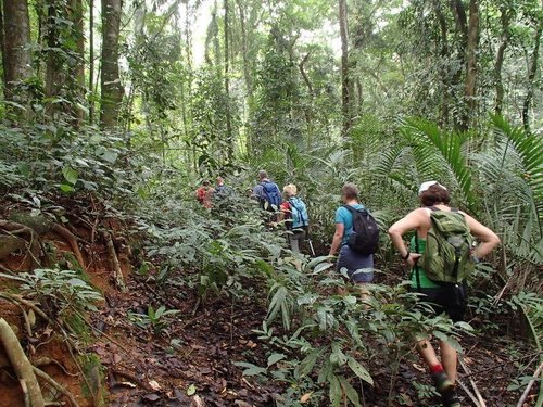 Eine Wandergruppe läuft durch den Regenwald