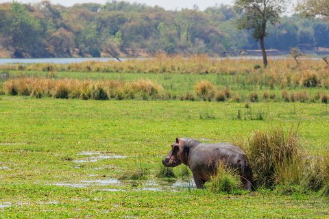 Ein Nilpferd in der freien Natur Sambias