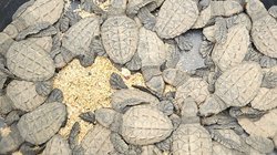 Man blickt von oben in einen schwarzen Eimer, dessen Boden mit vielen jungen Schildkröten bedeckt ist.