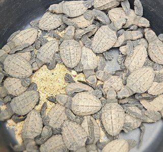 Man blickt von oben in einen schwarzen Eimer, dessen Boden mit vielen jungen Schildkröten bedeckt ist.