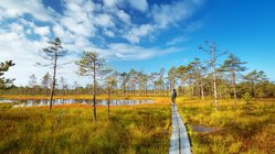 Wanderung im Lahemaa Nationalpark in Estland Zwei Wanderer laufen über Holzplanken durch die unberührte Natur des Nationalparks