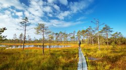 Wanderung im Lahemaa Nationalpark in Estland Zwei Wanderer laufen über Holzplanken durch die unberührte Natur des Nationalparks