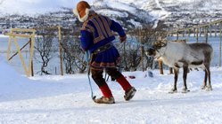 Samische Kultur in Schwedisch Lappland erleben Ein Lappe in traditioneller Kleidung zieht ein Rentier hinter sich her.