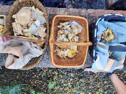 Drei Körbe auf einer Bank im Wald gefüllt mit Pilzen