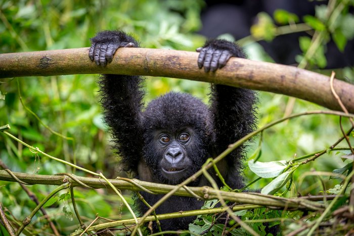 Gorillababy im Volcaneos Nationalpark in Ruanda hält sich an einem Ast fest.