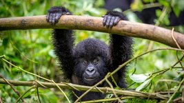Gorillababy im Volcaneos Nationalpark in Ruanda hält sich an einem Ast fest.