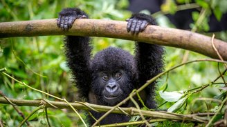 Gorillababy im Volcaneos Nationalpark in Ruanda hält sich an einem Ast fest.