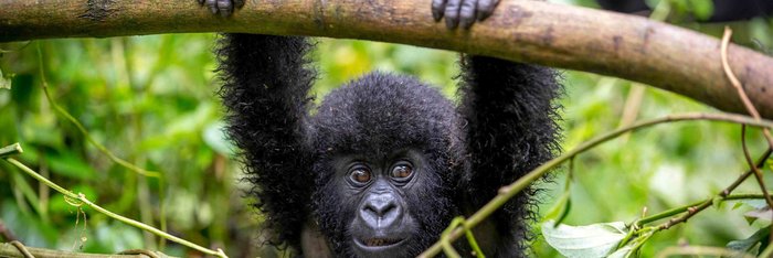 Gorillababy im Volcaneos Nationalpark in Ruanda hält sich an einem Ast fest.