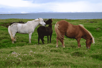 Auf einer grünen Wiese stehen drei Islandpferde in den Farben weiß, schwarz und braun (von links nach rechts).