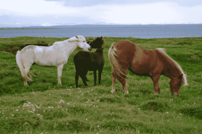 Auf einer grünen Wiese stehen drei Islandpferde in den Farben weiß, schwarz und braun (von links nach rechts).