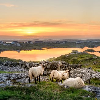 In Irland Clifden mit Schafen den Sonnenuntergang genießen