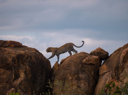 Ein Leopard läuft über Felsen im Tsavo West National Park in Kenia.