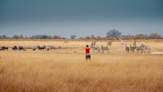 Safari Tour in Botswana Eine Frau beobachtet Giraffen und Zebras in der Steppe