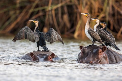 Afrikanische Schlangenhalsvögel sitzen auf den Köpfen von zwei Nilpferden, die ins Wasser getaucht sind